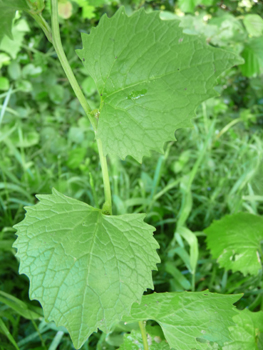 Feuilles entières dégageant une odeur d'ail lorsqu'on les froisse. On notera une évolution de leur forme au fur et à mesure que l'on
monte dans la plante, les inférieures étant réniformes tandis que les supérieures sont cordées. Agrandir dans une nouvelle fenêtre (ou onglet)